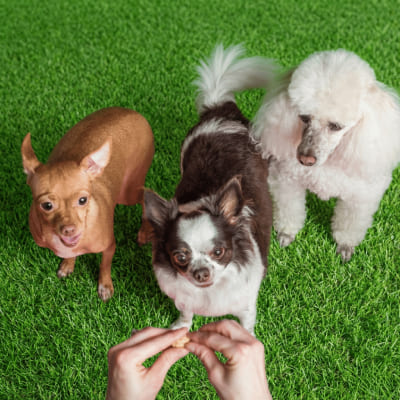 Dog Daycare - Dog sathi