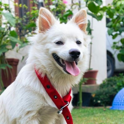 Dog sathi - Dog walking service