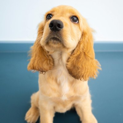 Dog sitting - Dog Sathi