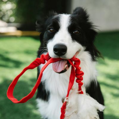 Dog walking service - Dog sathi