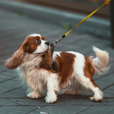 Regular Dog Walking - Dog Sathi