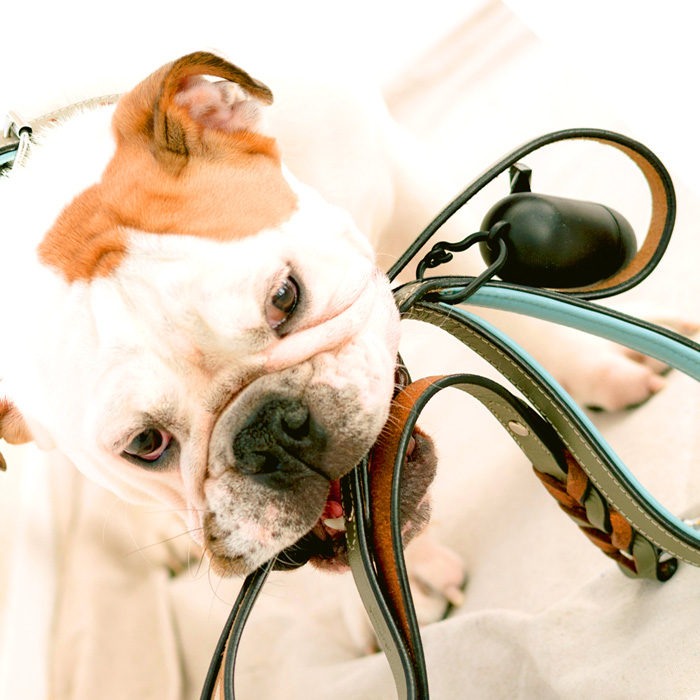 dog-walker-17 dog walking service in Delhi