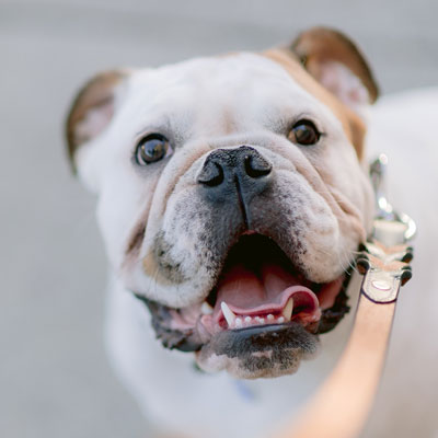 dog-walker-26 dog walking service in Delhi