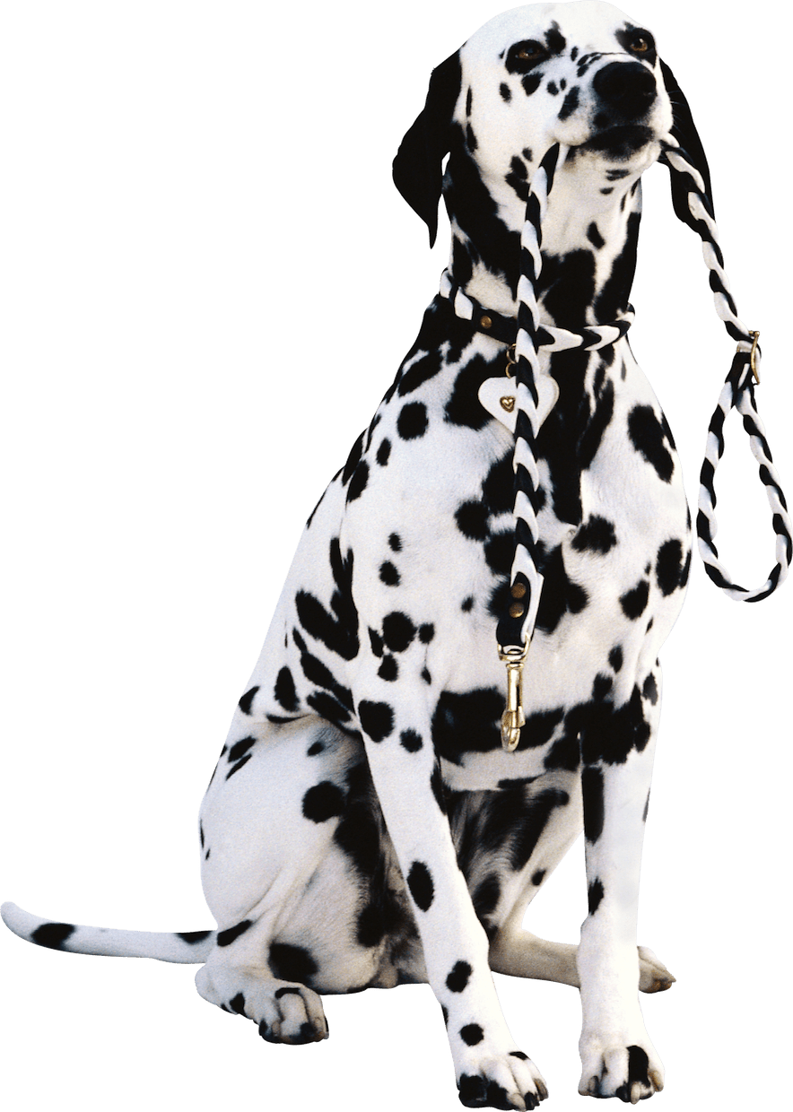 Dog sathi dog walker near me