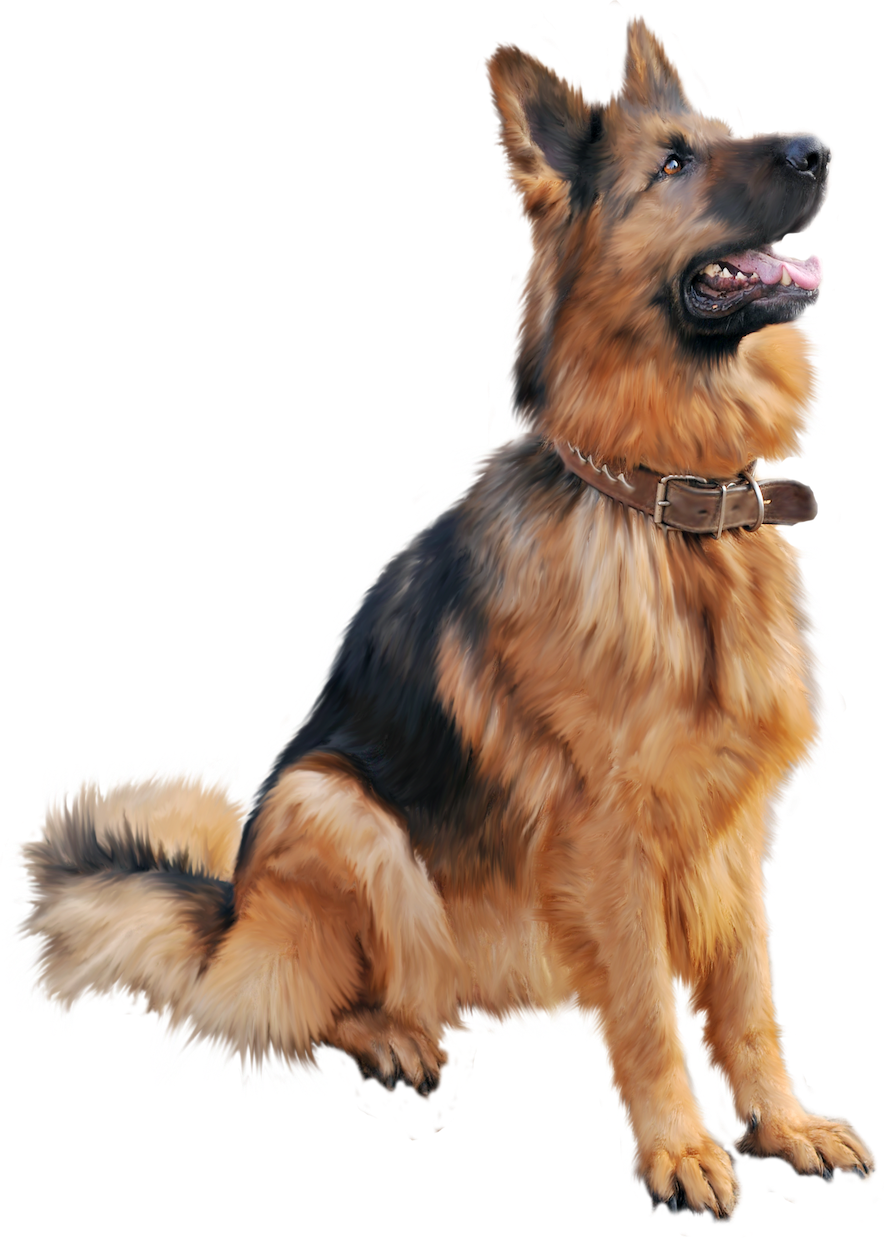 Dog sathi pet walking service