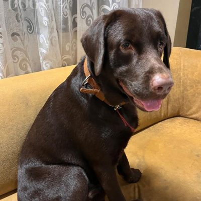 trusted dog walker near home ensuring safe daily walks