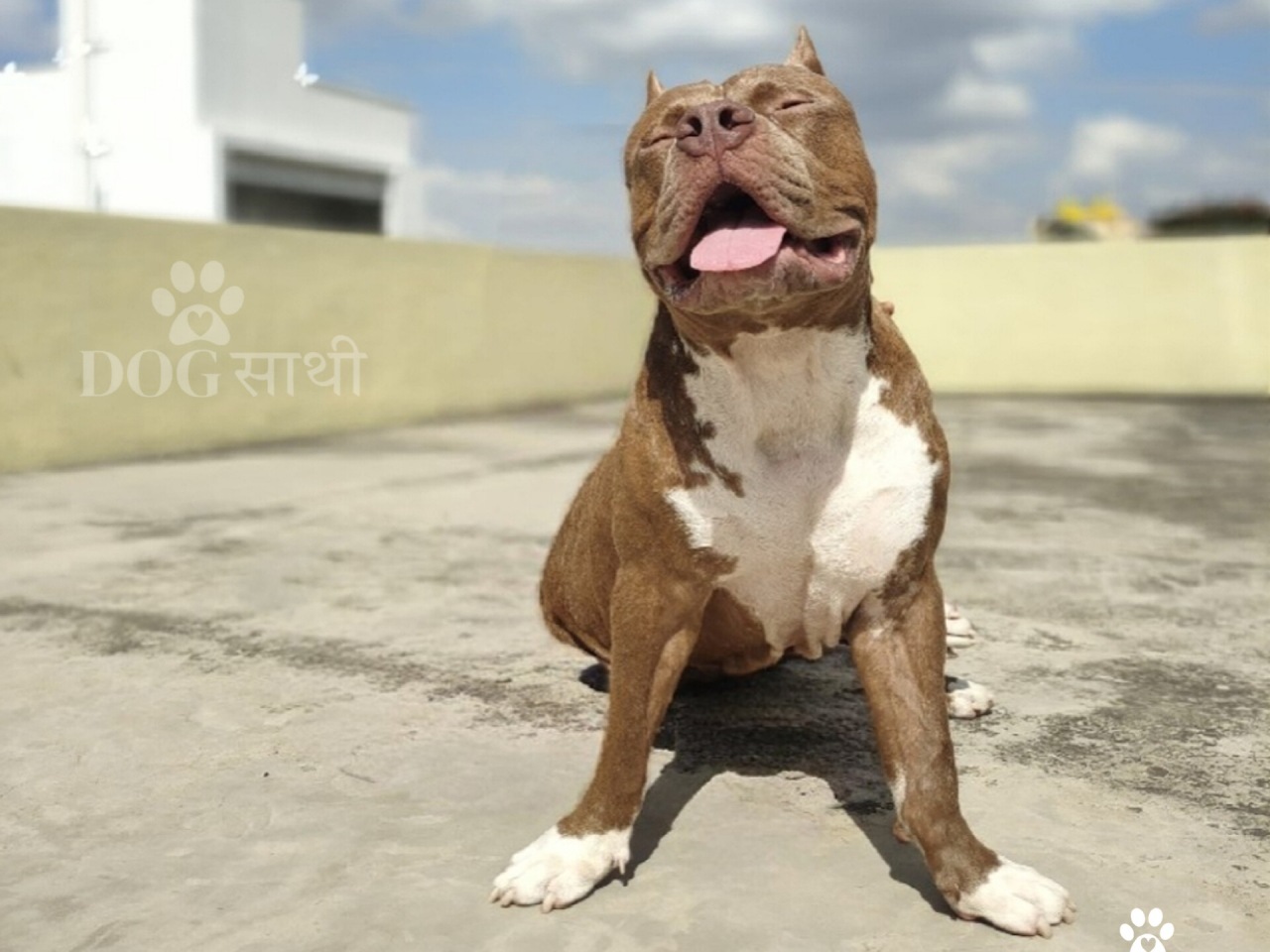 Dog-sathi-dog-walker-near-me