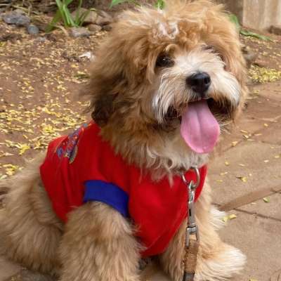 best-dog-walkers-paschim-vihar-delhi