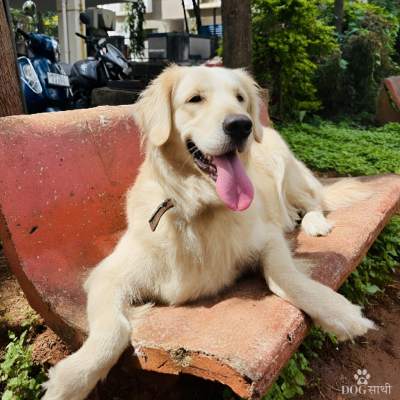 happy dog enjoying a relaxed walk with a trusted dog walker