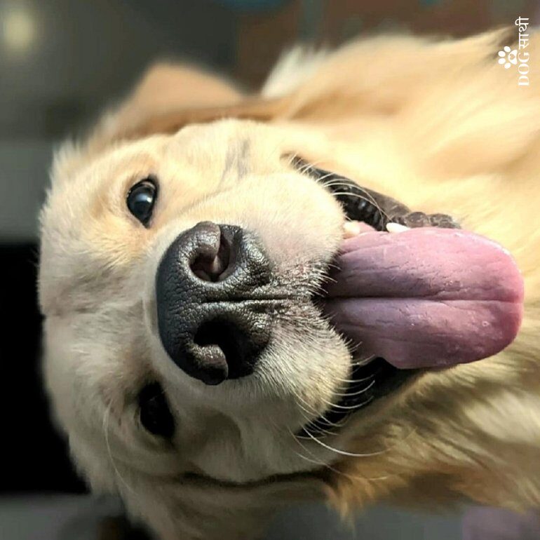 best-dog-walkers-paschim-vihar-delhi