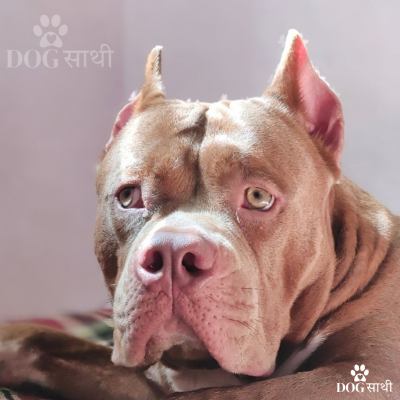 dog walking service in Delhi