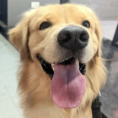 dog walker near me rohini - dog sathi