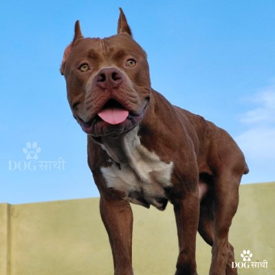 Dog sathi - Dog walking service