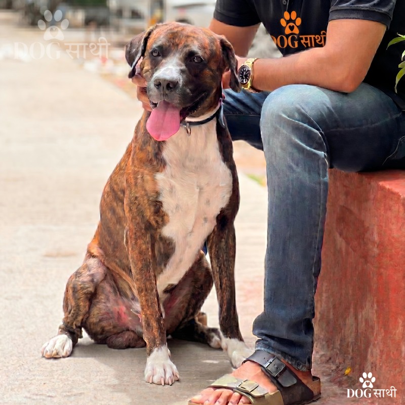 Dog Sathi - dog walker near me Dog walker near me by Dog Sathi providing trusted and professional dog walking services in Delhi