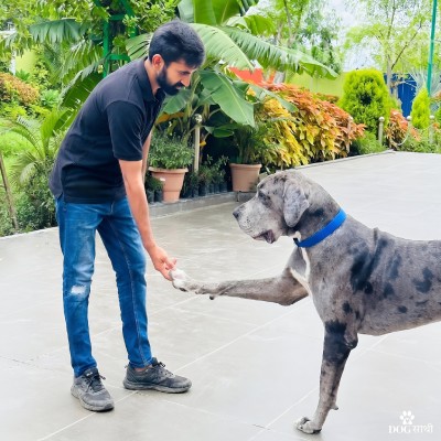 IMG20260527130613 dog walker delhi - dog walker near me - dog sathi