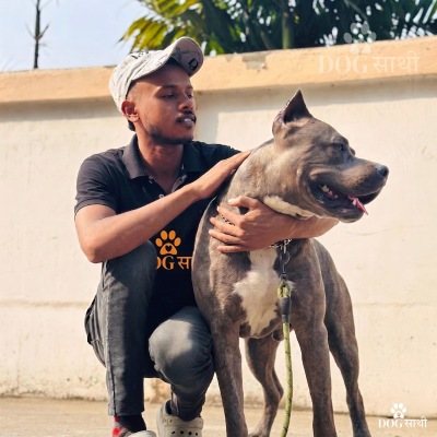 dog sathi - dog walker delhi Dog Sathi providing trusted dog walker Delhi services for active and happy pets