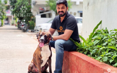 Choosing the right dog walking service in Rohini